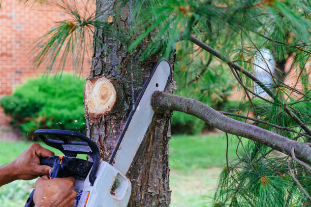 Tree Root Removal in Lesslie, SC